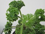 plante 60.jpg