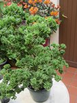 plante 70.jpg