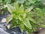 P1010603 réduite.jpg