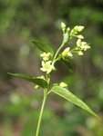 J P6132540 1.JPG