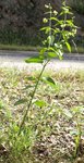 J P6132545 1.JPG