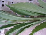 plante 1.JPG