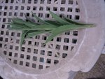 plante 2.JPG
