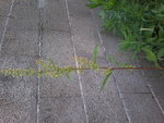 Photo0004.jpg