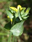 Blackstonie perfoliée (Blackstonia perfoliata 2.JPG