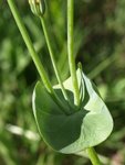 Blackstonie perfoliée (Blackstonia perfoliata 3.JPG