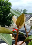 IMG_20180617_115209667.jpg