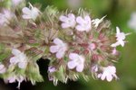 Thymus_0532.JPG