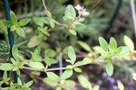 Thymus_0533 (2).JPG