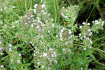 Thymus_0539.JPG