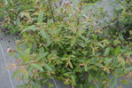 identification2.JPG