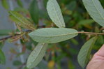 identification5.JPG