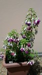 20180618_151057-580x1031.jpg
