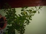 000_0769 [50%] [50%].jpg