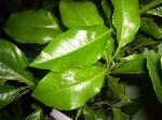 000_0770 [50%] [50%].jpg