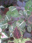 Photo010.jpg