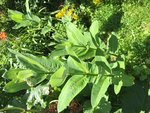 Plante 2 feuille