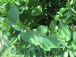 Plante 2