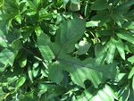 Détail extrémité plante 1
