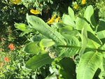 Plante 1