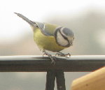 mésange.jpg