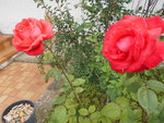 DSCN0083.JPG