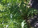332BA1DA-224E-46BC-AB90-FFAFB2383574.jpeg