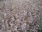 PB160370.JPG