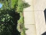 IMG_2164.jpg