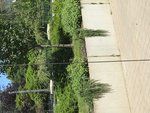 IMG_2165.jpg