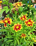 Coreopsis1.jpg