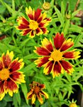 Coreopsis2.jpg