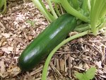 Courgette-1.JPG