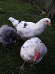 les trois poussins à 13 semaines