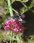 papillon noir et blanc.JPG