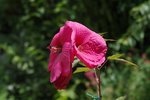 hibiscus rose 24 juin.JPG