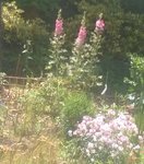 chanzy_fleurs_roses_002.jpg