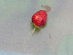 Fraises chenilles   15 (Copier).JPG