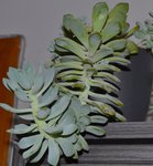 plante 08.jpg