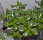 plante 01.jpg