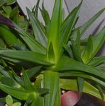 plante 02.jpg
