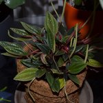 plante 03.jpg