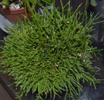 plante 04.jpg