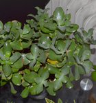 plante 05.jpg