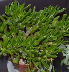 plante 06.jpg
