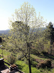 tulipier-0285.JPG
