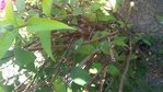 IMG_20180629_164542-ConvertImage.jpg