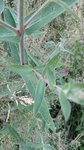 IMG_20180629_212153.jpg