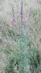 IMG_20180629_212135.jpg