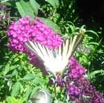 IMG_20180629_110815.jpg
